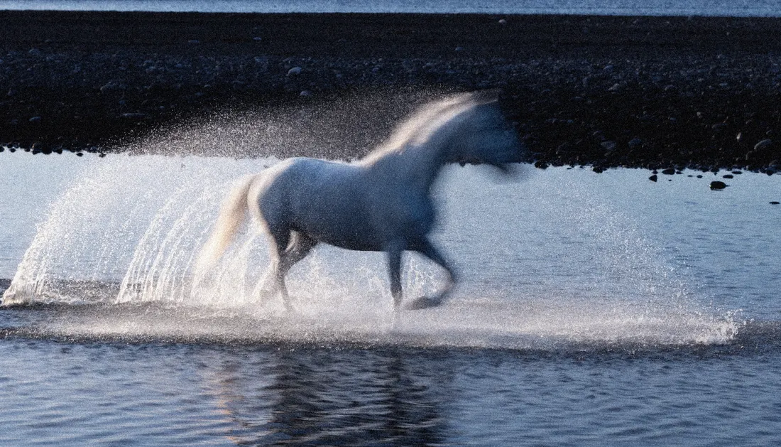 Le cheval dissous