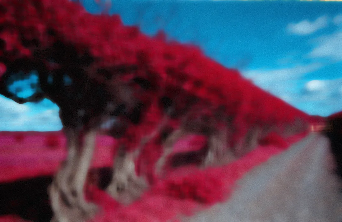 Aerochrome, haie